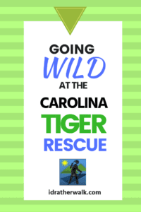 Take a short walk a the Carolina Tiger Rescue! Originally founded as The Carnivore Evolutionary Research Institute in the 1970's as a breeding facility for vanishing species, the institute incorporated as a non-profit in 1981, and changed its name to Carnivore Preservation Trust (CPT).