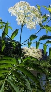 Queen Anne's Lace blossom against bright blue sky