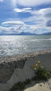 Seawall with yellow flowers in Puerto Natales
