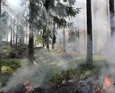 Smoky trees in forest fire