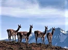 Guanaco herd in Patagonia