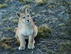 Pumas look so sweet....