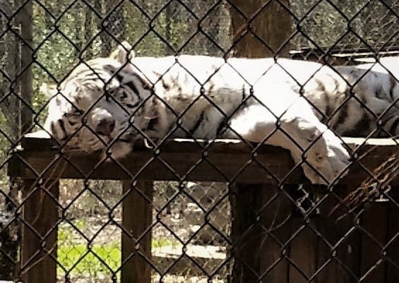White tiger relaxing in a sunbeam.