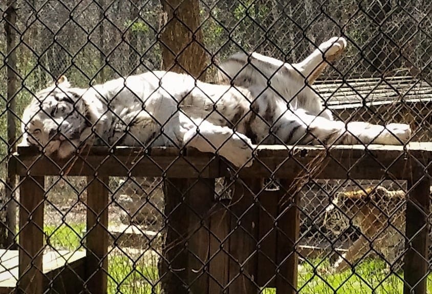 White Tiger looks like he wants a tummy rub!