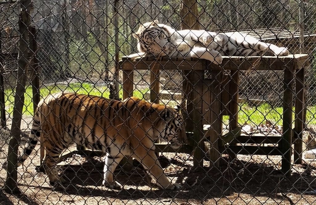 White tiger and his friend at the Tiger Rescue