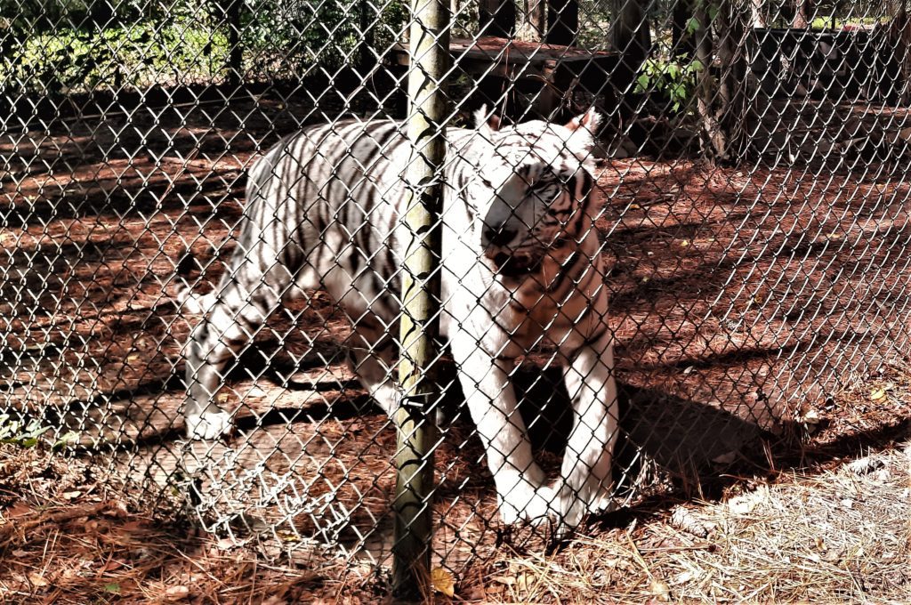 Saber Tiger has been a resident at the rescue for many years.
