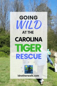 The Carolina Tiger Rescue was originally founded as The Carnivore Evolutionary Research Institute in the 1970's as a breeding facility for vanishing species, the institute incorporated as a non-profit in 1981, and changed its name to Carnivore Preservation Trust (CPT).