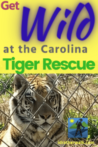 Take a short walk at the Carolina Tiger Rescue! Originally founded in the 1970's as a breeding facility for vanishing species, today the organization works entirely as a rescue and education facility. Come take a tour and meet the big cats!