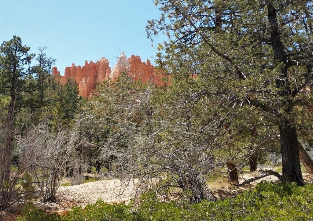 Pines along the Navajo Loop Trail