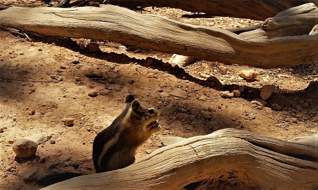 Ferocious wildlife in Bryce Canyon