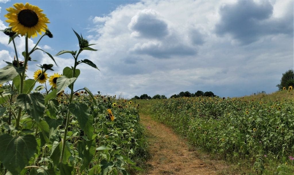 Path through a sunflower field at the NC Museum of Art Park, Raleigh NC