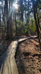 Boardwalk on the Old Beech Nature Trail