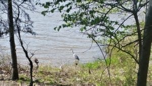 Grey Heron on the Lake Trail