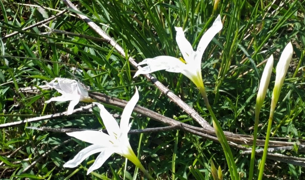 Lillies blooming on the Lake Trail