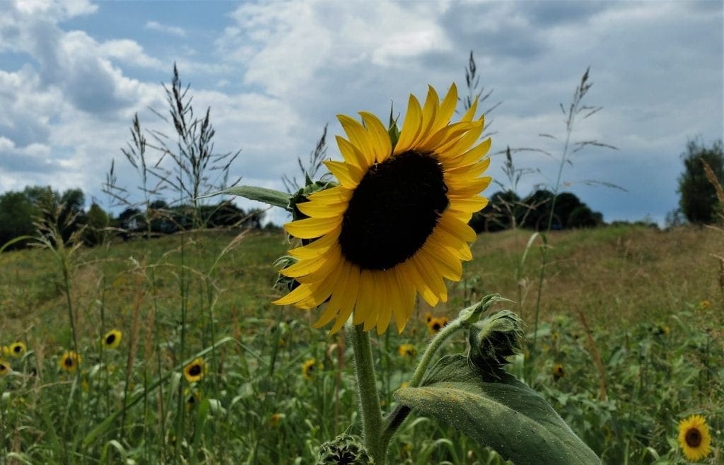Sunflowers on the Meadow Trail at the NCMA Park