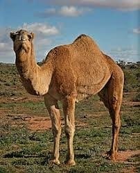 Dromedary camel with one hump