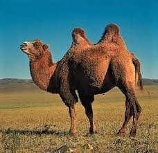 Two-hump Bactrian camel