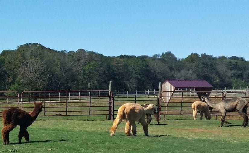 Outdoor Activities for Kids at M&M Alpaca Farm!