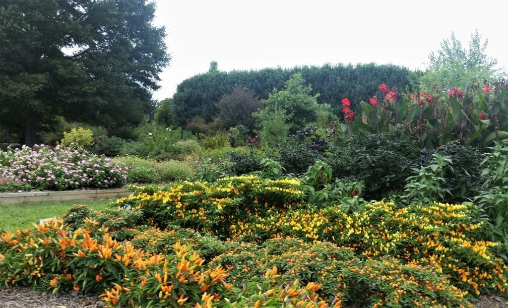 Colorful border garden with peppers and lillies
