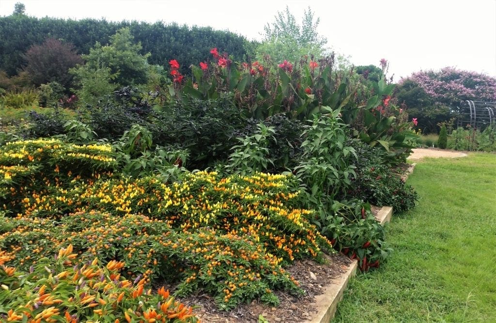 Colorful mixed border garden