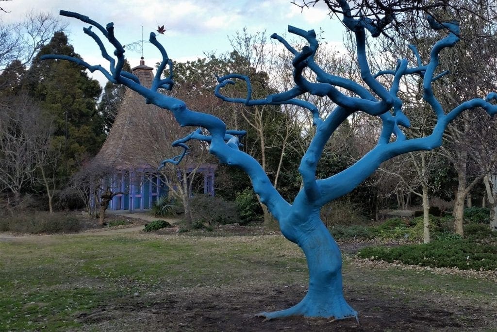 The blue tree and The Necessary at the JC Raulston Arboretum