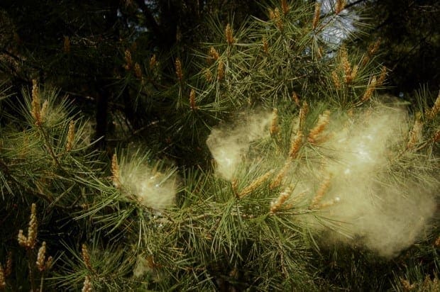 Pine pollen is a huge problem in the South
