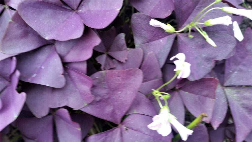 Purple flowering groundcover in the border garden