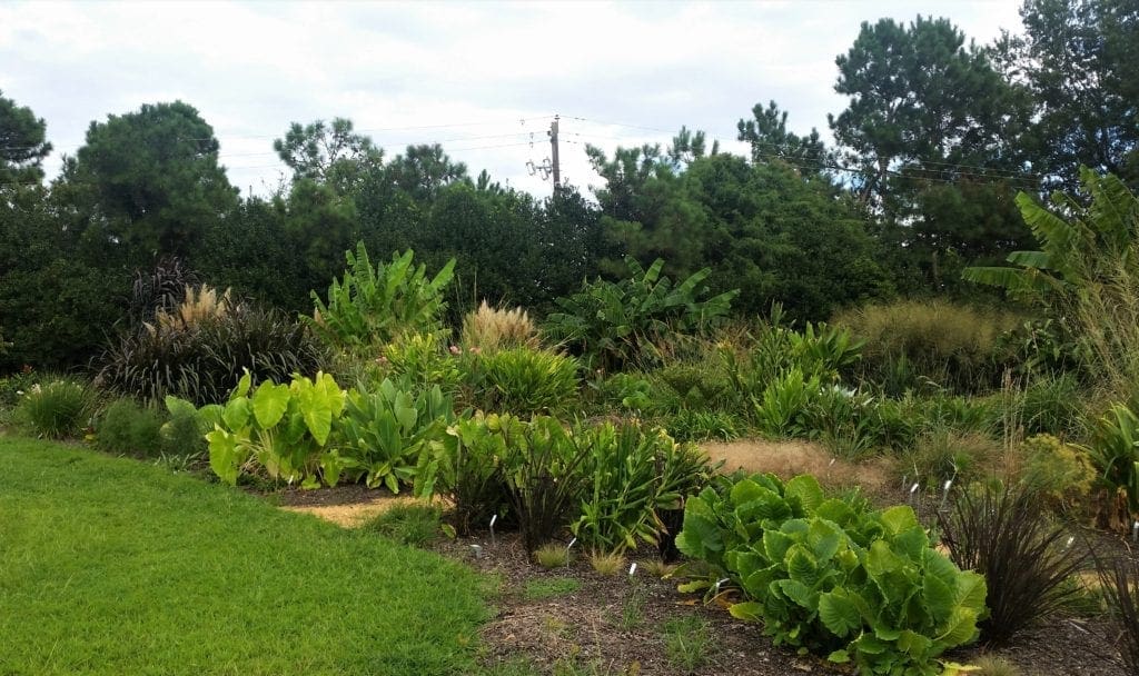 Monocot Garden path at JC Raulston Arboretum