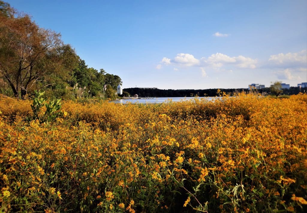 In the Fall, one whole side of the lakeshore is covered in yellow wildflowers.