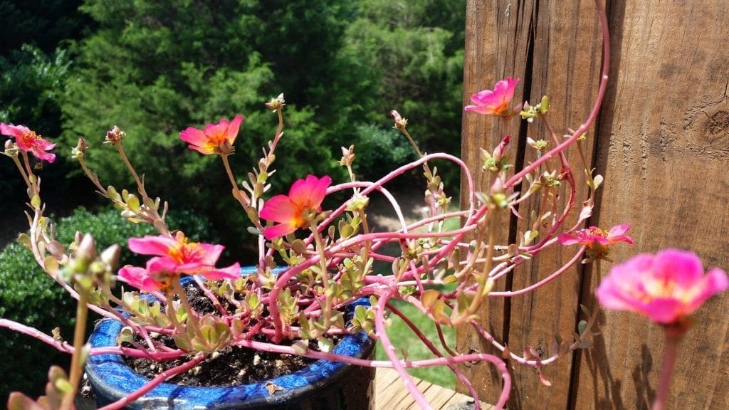 Potted moss roses on author's deck