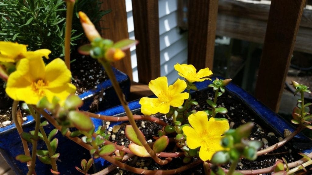 Potted rock roses on author's deck.