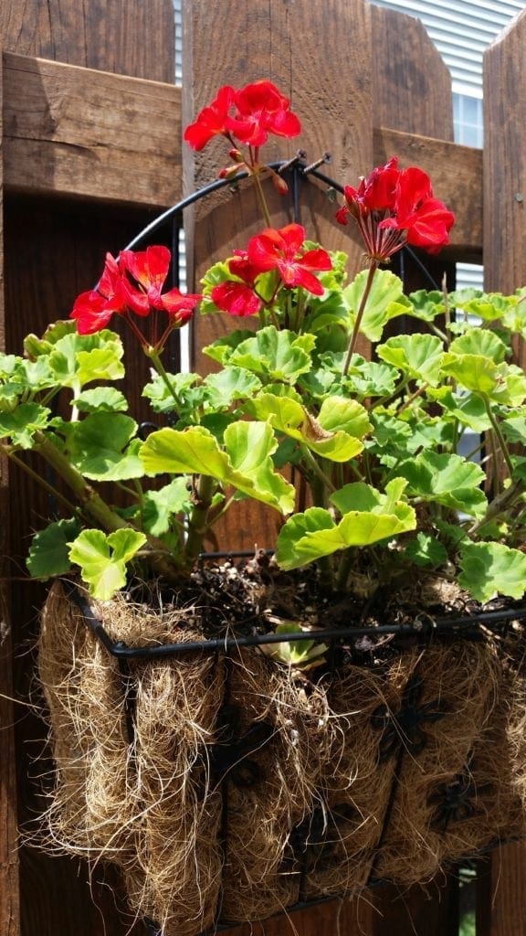 Hanging geranium plants. Author's deck.