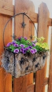 Petunias in hanging basket. Author's deck.