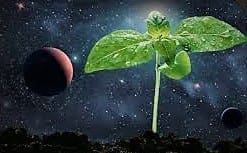 Plants in space!