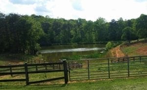 The pond at the farm