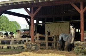 Part of the herd in their barn at Four Ladies & Me