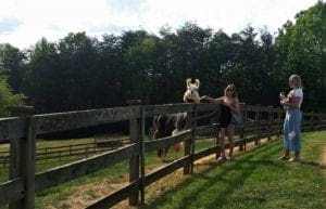 Guests are encouraged to walk the farm and visit the llamas