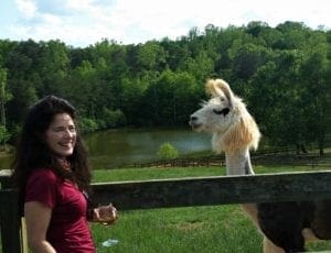 You can chat with a llama while you sip your wine