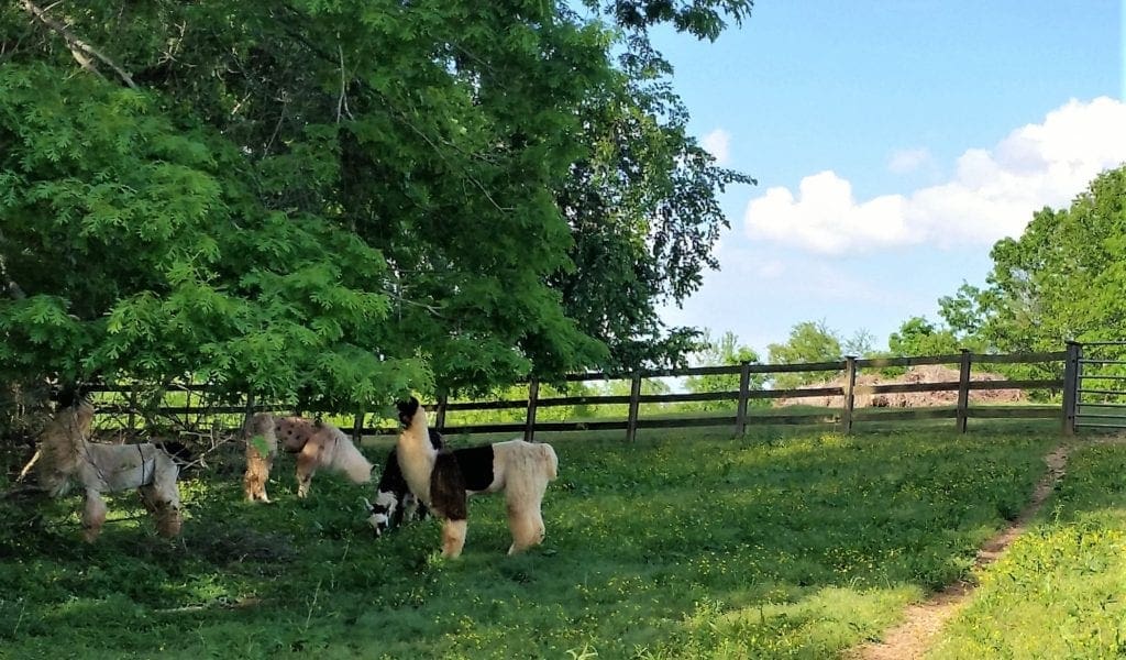 Llamas grazing at the farm