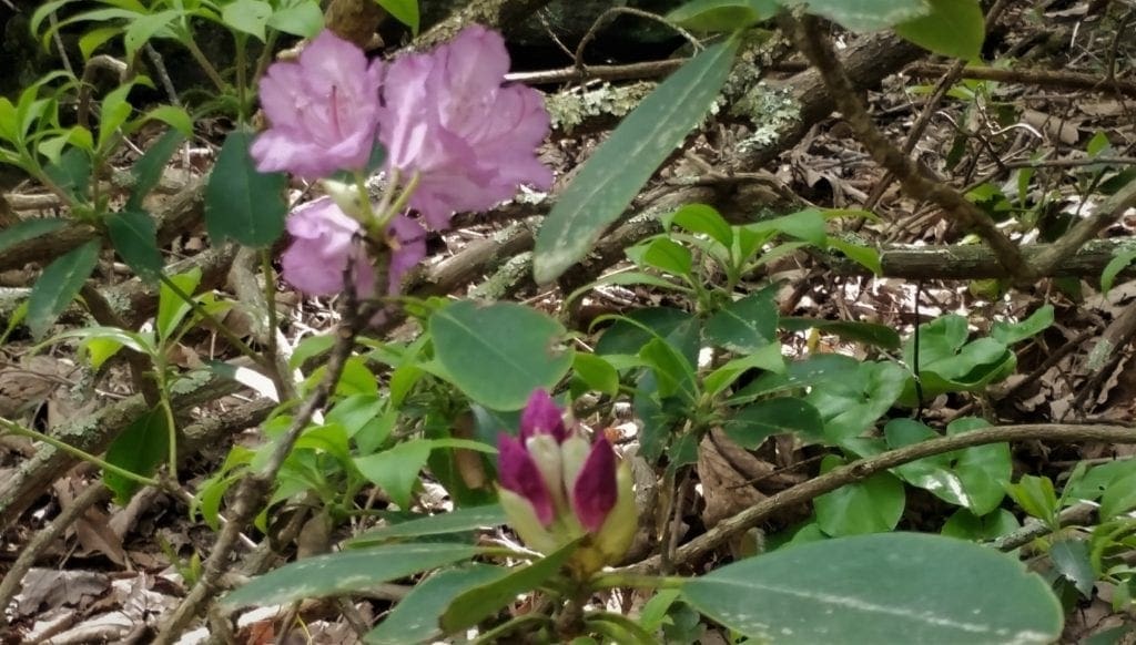 Rhododendrons bloom at Pilot Mountain State Park