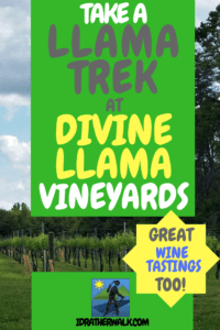 Divine Llama Vineyards is famous for its wine and for the Llama Treks they host together with their neighbor, the Four Ladies & Me Farm. It's a great outdoor activity for kids and adults, too! Llamas walk with you on 2.5 miles of winding creekside hiking trails at their farm. You can bring a picnic and even have a wine tasting when you're done! Even if you don't take a trek, guests are encouraged to walk the farm and meet the animals. 