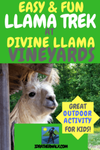 Divine Llama Vineyards is famous for its wine and for the Llama Treks they host together with their neighbor, the Four Ladies & Me Farm. It's a great outdoor activity for kids and adults, too! Llamas walk with you on 2.5 miles of winding creekside hiking trails at their farm. You can bring a picnic and even have a wine tasting when you're done! Even if you don't take a trek, guests are encouraged to walk the farm and meet the animals. 