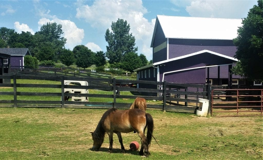 Mini-horses grazing near the barn.