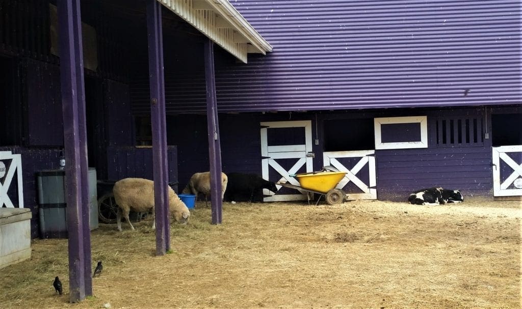 Animals hang out at the purple barn.