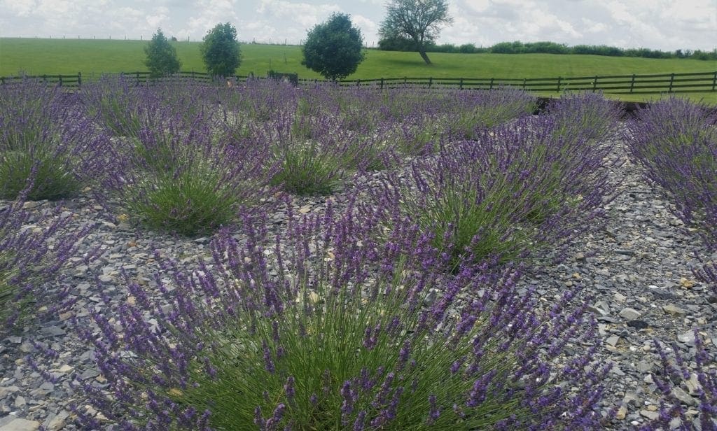 The farm has about 8000 lavender plants.