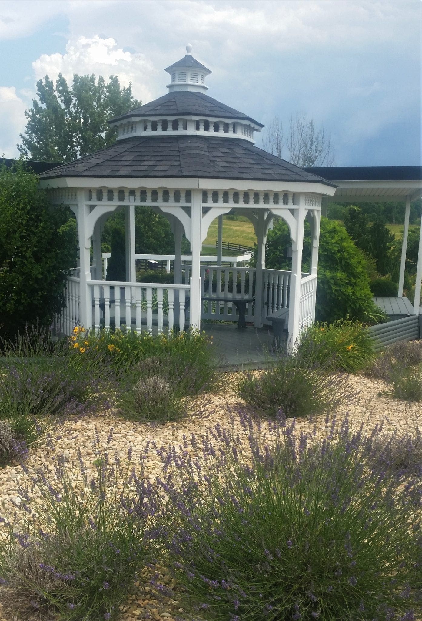 Take a Walking Tour at White Oak Lavender Farm