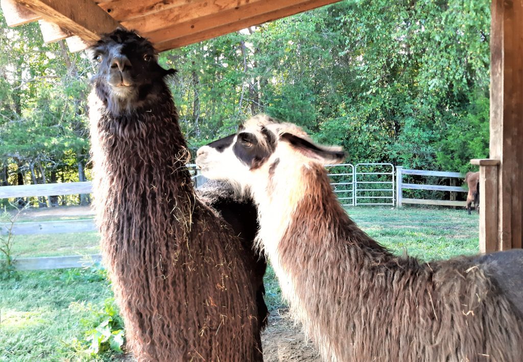 Friendly llamas say hello.