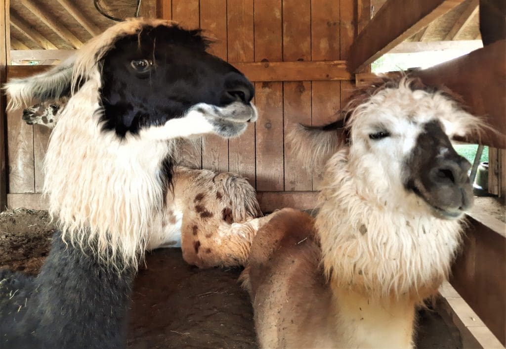 These llamas seem pretty happy :-)