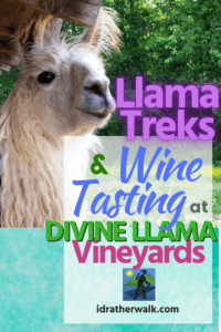 Divine Llama Vineyards is famous for its wine and for Llama Treks! It's a great outdoor activity for kids and adults, too! You can bring a picnic to go with your wine when you're done! Even if you don't take a trek, guests are encouraged to walk the farm and meet the animals.