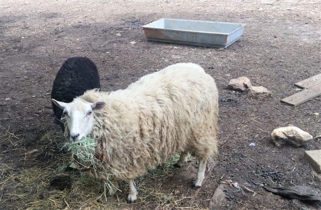 Sheep munching a snack out in the barnyard.